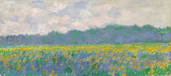 Keltaisten iiristen kenttä Givernyssä, 1887